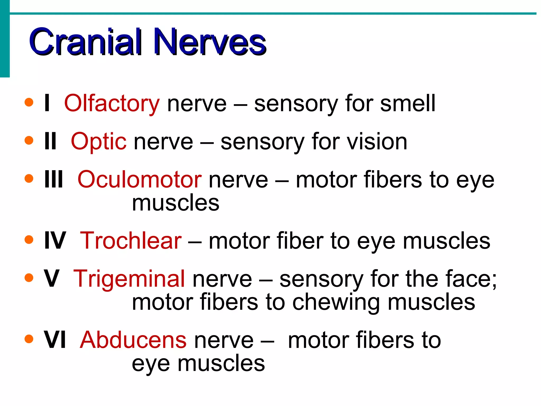 Cranial Nerves I   Olfactory  nerve – sensory for smell II   Optic  nerve – sensory for vision III   Oculomotor  nerve – motor fibers to eye  muscles IV   Trochlear  – motor fiber to eye muscles V   Trigeminal  nerve – sensory for the face;  motor fibers to chewing muscles VI   Abducens  nerve –  motor fibers to  eye muscles 