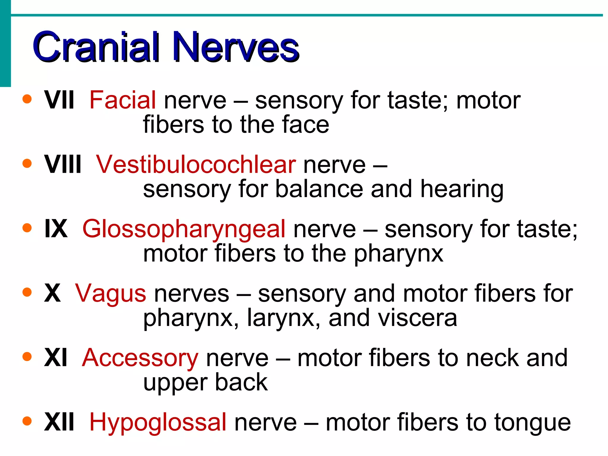Cranial Nerves VII   Facial  nerve – sensory for taste; motor  fibers to the face VIII   Vestibulocochlear  nerve –  sensory for balance and hearing IX   Glossopharyngeal  nerve – sensory for taste;  motor fibers to the pharynx X   Vagus  nerves – sensory and motor fibers for  pharynx, larynx, and viscera XI   Accessory  nerve – motor fibers to neck and  upper back XII   Hypoglossal  nerve – motor fibers to tongue 