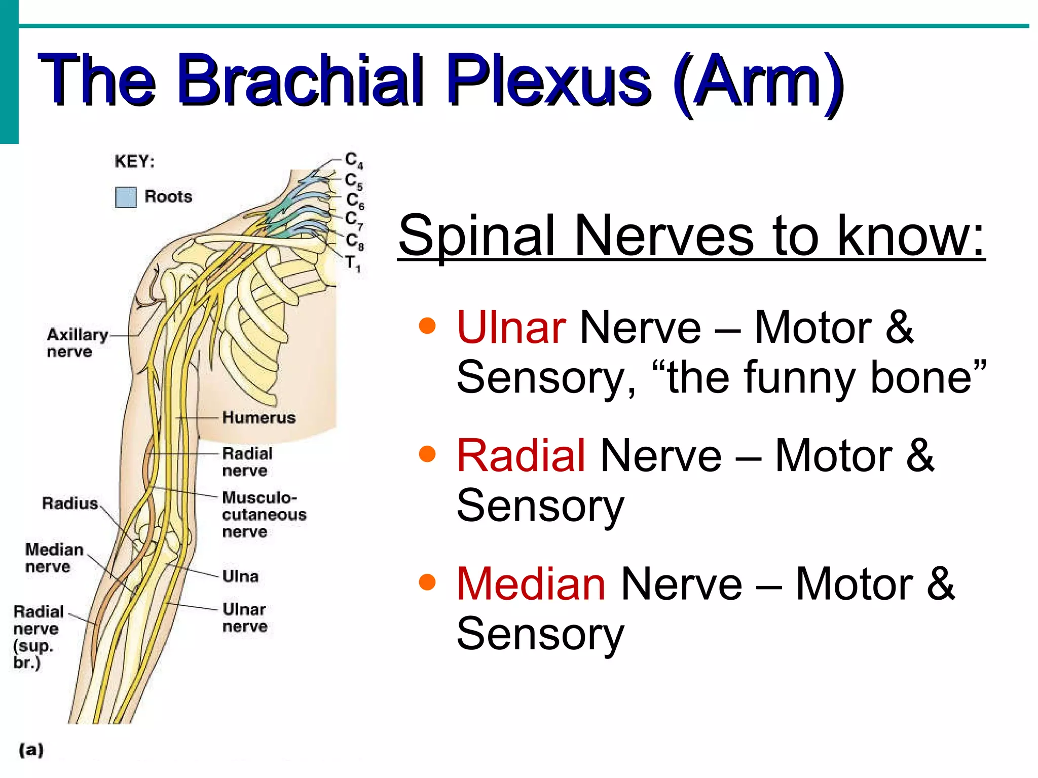 The Brachial Plexus (Arm) Spinal Nerves to know: Ulnar  Nerve – Motor & Sensory, “the funny bone” Radial  Nerve – Motor & Sensory Median  Nerve – Motor & Sensory 
