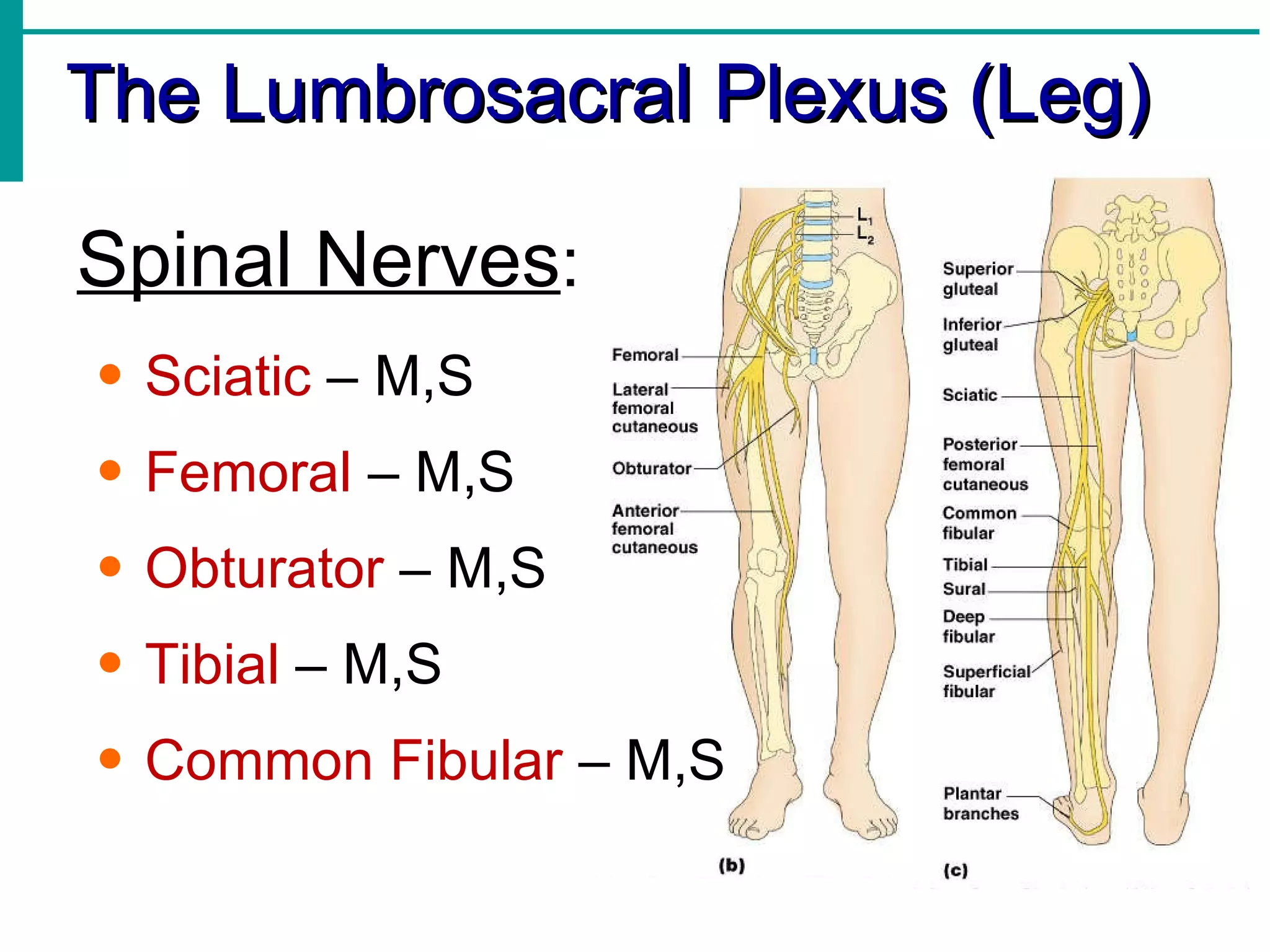 The Lumbrosacral Plexus (Leg) Spinal Nerves : Sciatic  – M,S Femoral  – M,S Obturator  – M,S Tibial  – M,S Common Fibular  – M,S  