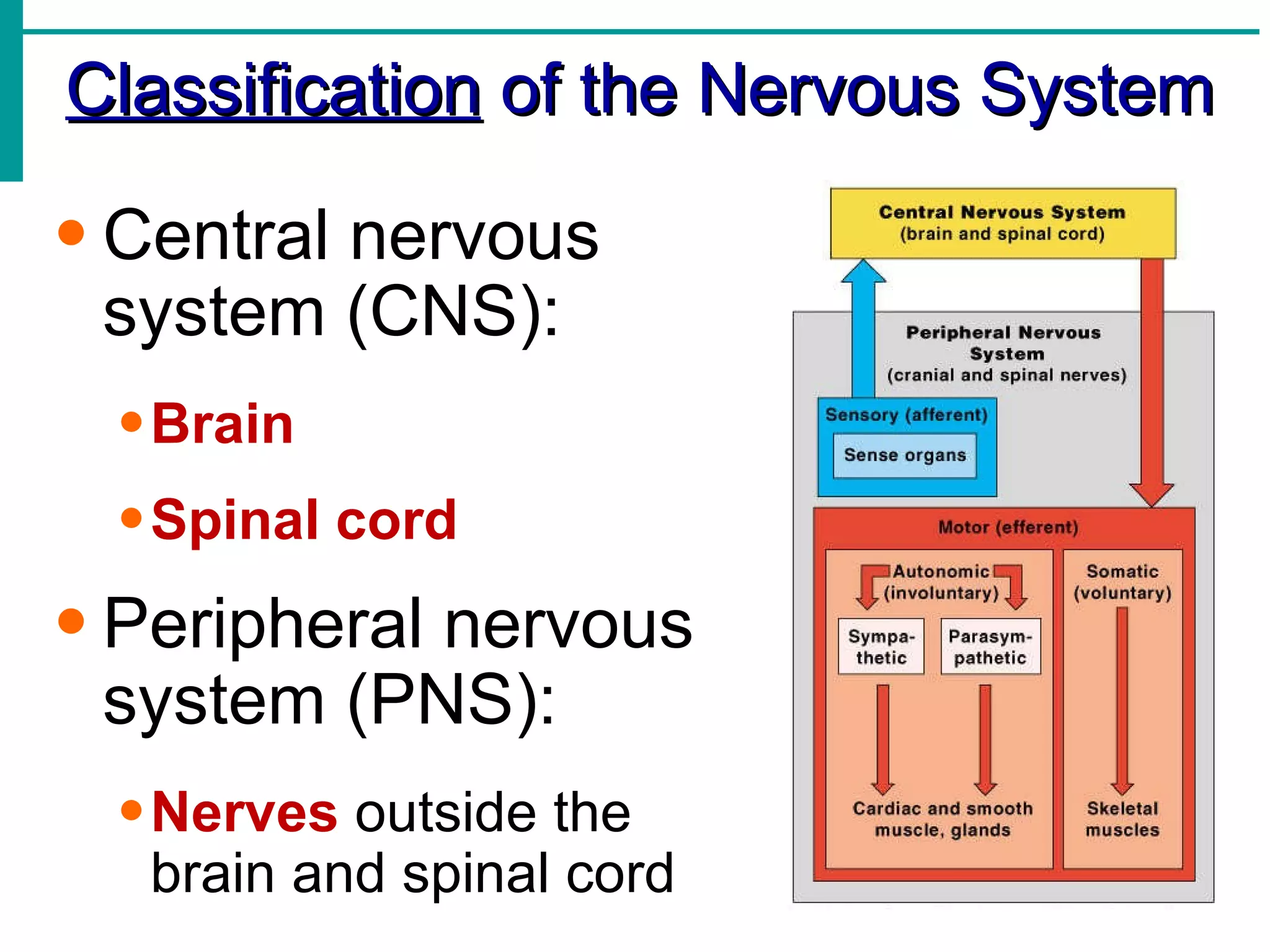 Classification  of the Nervous System Central nervous system (CNS): Brain Spinal cord Peripheral nervous system (PNS): Nerves  outside the brain and spinal cord 