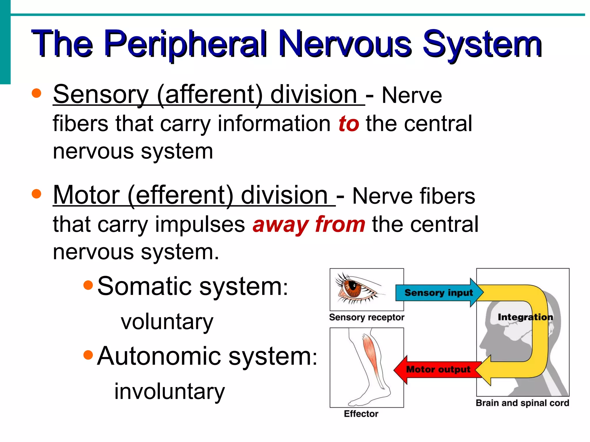 The Peripheral Nervous System Sensory (afferent) division  -  Nerve fibers that carry information  to  the central nervous system Motor (efferent) division  -  Nerve fibers that carry impulses  away from  the central nervous system.  Somatic system : voluntary Autonomic system : involuntary 