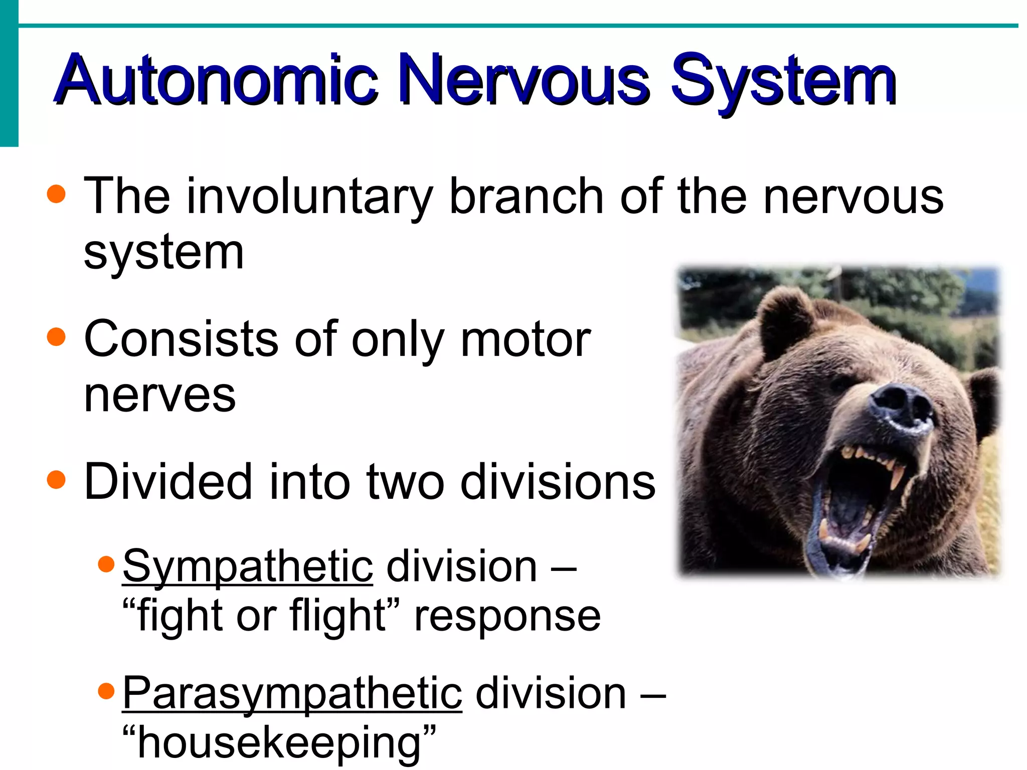 Autonomic Nervous System The involuntary branch of the nervous  system Consists of only motor  nerves Divided into two divisions Sympathetic  division –  “fight or flight” response Parasympathetic  division – “housekeeping” 