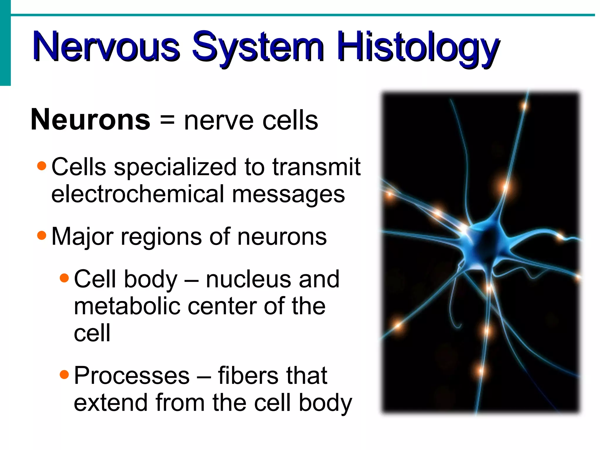 Nervous System Histology Neurons  = nerve cells Cells specialized to transmit electrochemical messages Major regions of neurons Cell body – nucleus and metabolic center of the cell Processes – fibers that extend from the cell body 