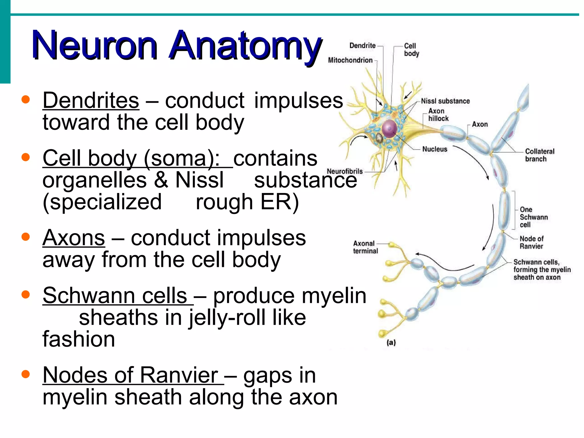 Neuron Anatomy Dendrites  – conduct  impulses  toward the cell body Cell body (soma):  contains  organelles & Nissl  substance (specialized  rough ER) Axons  – conduct impulses  away from the cell body Schwann cells  – produce myelin  sheaths in jelly-roll like  fashion Nodes of Ranvier  – gaps in  myelin sheath along the axon 