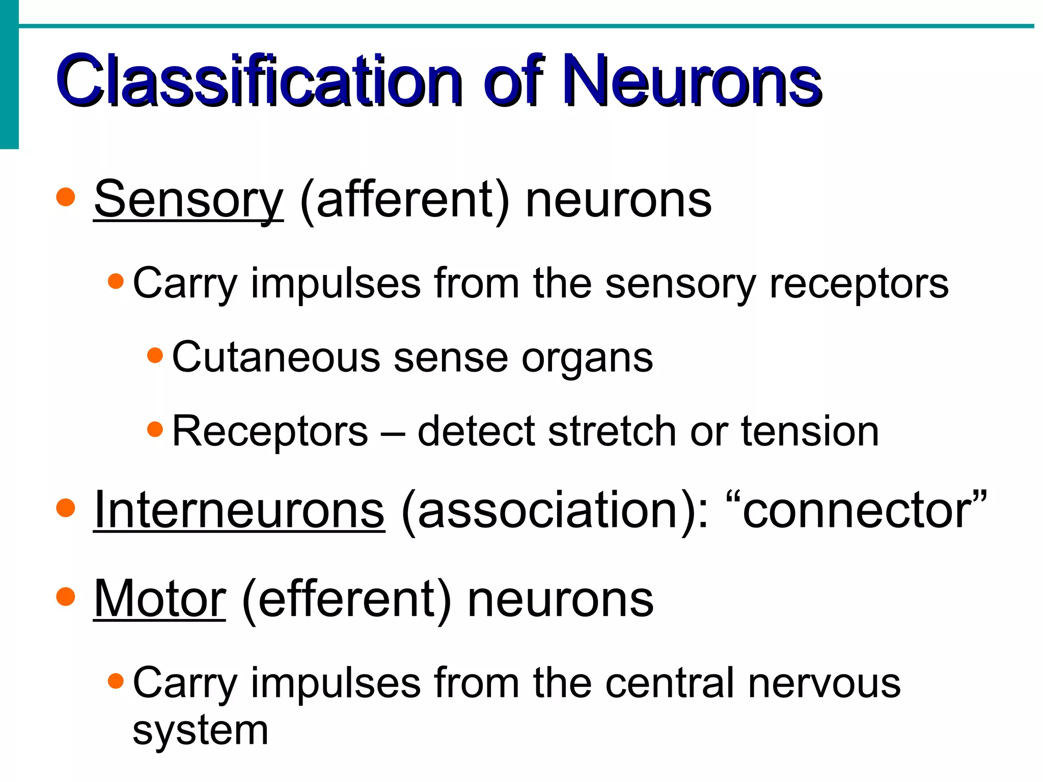 Classification of Neurons Sensory  (afferent) neurons Carry impulses from the sensory receptors Cutaneous sense organs Receptors – detect stretch or tension Interneurons  (association): “connector” Motor  (efferent) neurons Carry impulses from the central nervous system 