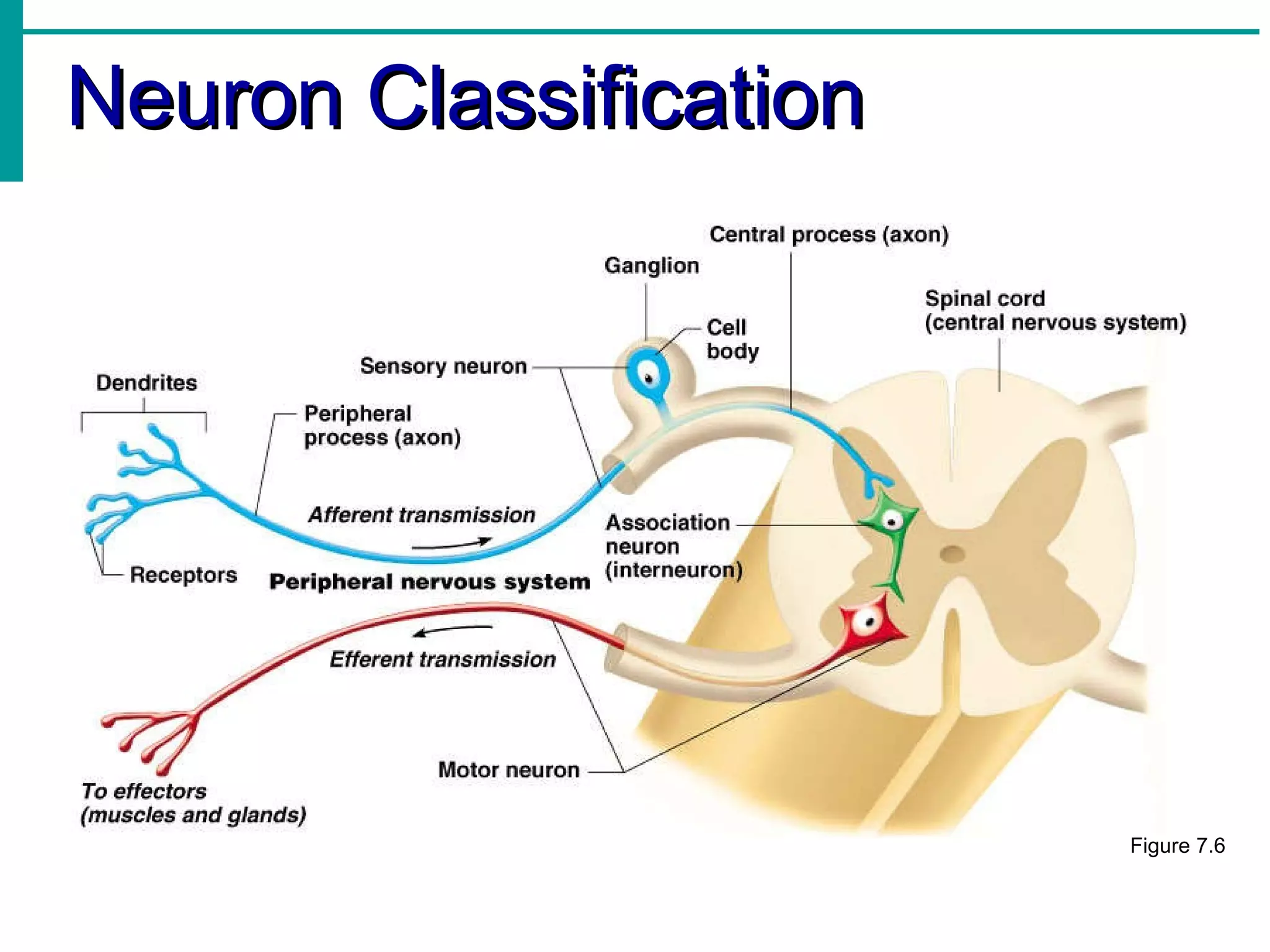 Neuron Classification Figure 7.6 