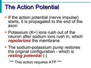 The Action Potential If the action potential (nerve impulse) starts, it is propagated to the end of the axon Potassium (K+) ions rush out of the neuron after sodium ions rush in, which  repolarizes  the membrane The sodium-potassium pump restores the original configuration - which is  resting potential  (-) *** This action requires ATP *** 