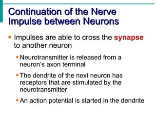 Continuation of the Nerve Impulse between Neurons Impulses are able to cross the  synapse  to another neuron Neurotransmitter is released from a neuron’s axon terminal The dendrite of the next neuron has receptors that are stimulated by the neurotransmitter An action potential is started in the dendrite 