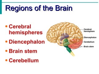 Regions of the Brain Cerebral hemispheres Diencephalon Brain stem Cerebellum 