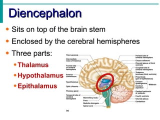 Diencephalon Sits on top of the brain stem Enclosed by the cerebral hemispheres Three parts: Thalamus Hypothalamus Epithalamus 