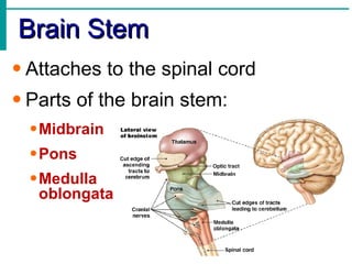 Brain Stem Attaches to the spinal cord Parts of the brain stem: Midbrain Pons Medulla   oblongata 