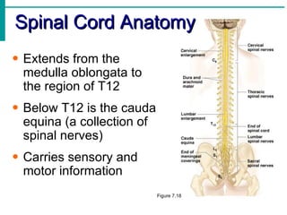 Spinal Cord Anatomy Extends from the medulla oblongata to the region of T12 Below T12 is the cauda equina (a collection of spinal nerves) Carries sensory and motor information Figure 7.18 