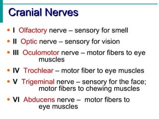 Cranial Nerves I   Olfactory  nerve – sensory for smell II   Optic  nerve – sensory for vision III   Oculomotor  nerve – motor fibers to eye  muscles IV   Trochlear  – motor fiber to eye muscles V   Trigeminal  nerve – sensory for the face;  motor fibers to chewing muscles VI   Abducens  nerve –  motor fibers to  eye muscles 
