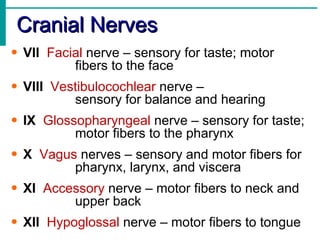 Cranial Nerves VII   Facial  nerve – sensory for taste; motor  fibers to the face VIII   Vestibulocochlear  nerve –  sensory for balance and hearing IX   Glossopharyngeal  nerve – sensory for taste;  motor fibers to the pharynx X   Vagus  nerves – sensory and motor fibers for  pharynx, larynx, and viscera XI   Accessory  nerve – motor fibers to neck and  upper back XII   Hypoglossal  nerve – motor fibers to tongue 