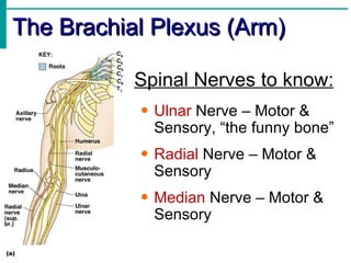 The Brachial Plexus (Arm) Spinal Nerves to know: Ulnar  Nerve – Motor & Sensory, “the funny bone” Radial  Nerve – Motor & Sensory Median  Nerve – Motor & Sensory 