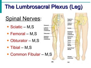 The Lumbrosacral Plexus (Leg) Spinal Nerves : Sciatic  – M,S Femoral  – M,S Obturator  – M,S Tibial  – M,S Common Fibular  – M,S  