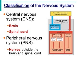 <ul><li>Classification  of the Nervous System </li></ul><ul><li>Central nervous system (CNS): </li></ul><ul><ul><li>Brain ...