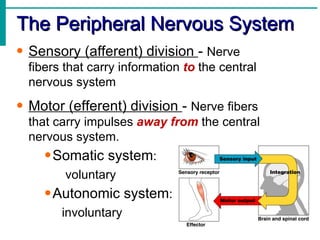 The Peripheral Nervous System Sensory (afferent) division  -  Nerve fibers that carry information  to  the central nervous system Motor (efferent) division  -  Nerve fibers that carry impulses  away from  the central nervous system.  Somatic system : voluntary Autonomic system : involuntary 
