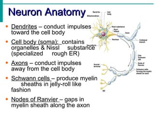 Neuron Anatomy Dendrites  – conduct  impulses  toward the cell body Cell body (soma):  contains  organelles & Nissl  substance (specialized  rough ER) Axons  – conduct impulses  away from the cell body Schwann cells  – produce myelin  sheaths in jelly-roll like  fashion Nodes of Ranvier  – gaps in  myelin sheath along the axon 