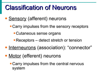 Classification of Neurons Sensory  (afferent) neurons Carry impulses from the sensory receptors Cutaneous sense organs Receptors – detect stretch or tension Interneurons  (association): “connector” Motor  (efferent) neurons Carry impulses from the central nervous system 