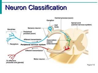 Neuron Classification Figure 7.6 