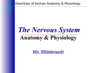 The Nervous System Anatomy & Physiology  Essentials of Human Anatomy & Physiology 