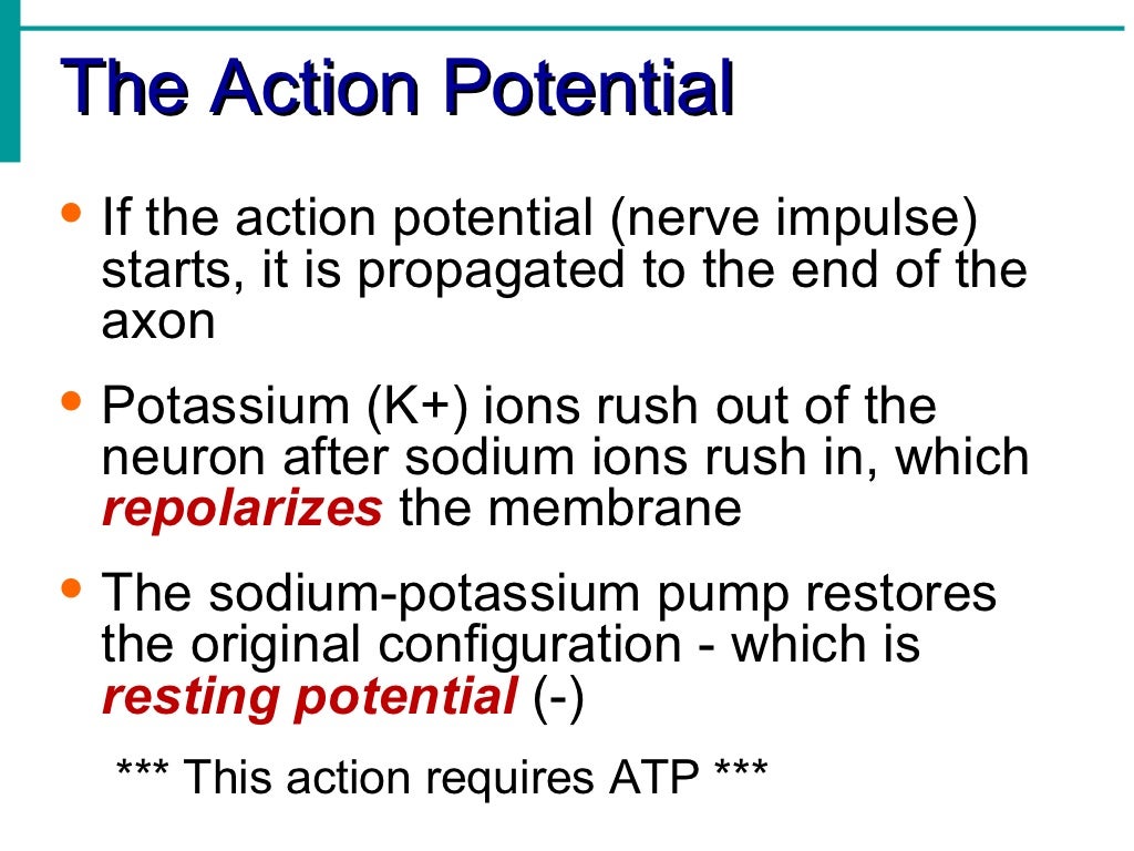 Nervous system notes