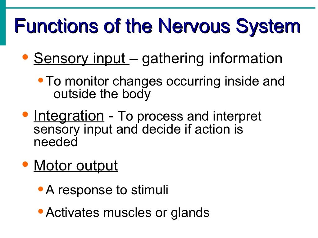 Nervous System Notes