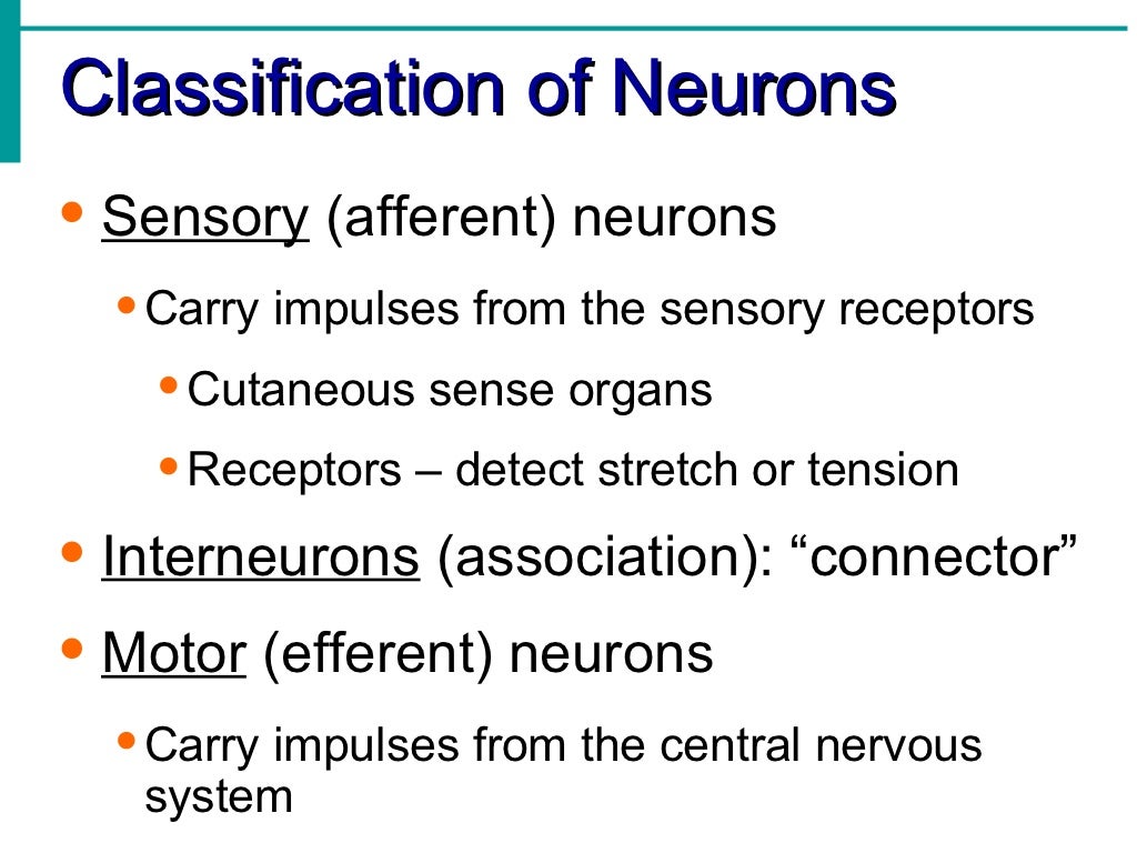 Nervous system notes