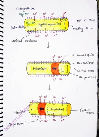 Evtracellulas
<br>
Hiqh Nt
<br>
Atrocelulae
<br>
Polaisedl -
<br>
Ngt
<br>
Polasized membrane
<br>
Depolavized
<br>
Negatfve oganíc
<br>
No Kt
<br>
Polarise
<br>
Kt N
<br>
kt
<br>
N
<br>
Ngt
<br>
No
<br>
Ngt
<br>
Ngt
<br>
Kt
<br>
Re polaniseol
<br>
kt
<br>
Ngt- t Aunp
<br>
Axm
<br>
sitmulus applied
<br>
Repolaíseal
<br>
Exoted axon
<br>
de-polaisedl
<br>
Areideol
<br>
Axm
<br>
 