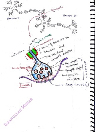 NeurenT
<br>
Axolemm4-
<br>
Newntsans mttey
<br>
Dendoon
<br>
Aon
<br>
Synapsís
<br>
Myelin
sheuth
<br>
Neilemn
<br>
Nucleo
schuoann's
cell
<br>
Coll
<br>
Shwenn
<br>
Nen-D
<br>
Axom
teminl
<br>
Snaptie
vesícleg
<br>
Pre-synaptíc
<br>
Mmembne
<br>
Syhaptie
Cleft N
<br>
Post ynaptic
<br>
membrane
<br>
A
<br>
Receptors (sne)
<br>
 