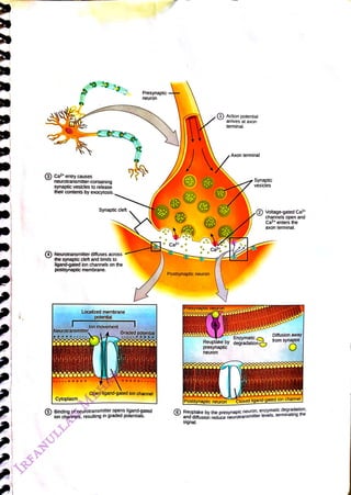 (3) Caz* entry causes
<br>
neurotransmitter-containing
<br>
synaptic vesicles to release
<br>
their contents by exocytosis.
<br>
Neurotransmitter diffuses across
<br>
the synaptic cleft and binds to
<br>
ligand-gated ion channels on the
<br>
postsynaptic membrane.
<br>
Synaptic cleft
<br>
Neurotransmitter
<br>
ytoplasm
<br>
Localized membrane
<br>
potential
<br>
lon movement
<br>
Presynaptic
<br>
neuron
<br>
Graded potential
<br>
5) Binding of neurotransmitter opens
<br>
Open ligand-gated ion channel
<br>
potentials.
<br>
lon channels, resuting ingradedd-gated
<br>
Ca2+
<br>
Postsynaptic neuron
<br>
Presynaptic neuron
<br>
Action potential
<br>
arrives at axon
<br>
terminal.
<br>
presynaptic
<br>
neuron
<br>
Axon terminal
<br>
Postsynaptic neuron
<br>
Synaptic
<br>
vesicles
<br>
Reuptake by degradation
<br>
(2) Voltage-gated Ca2•
<br>
channels open and
<br>
Ca2* enters the
<br>
axon teminal.
<br>
Enzymatic,
<br>
Diffusion away
<br>
from synapse
<br>
Closed ligand-gated ion channel
<br>
6) Reuptake by the presynapic neuron, enzymatic degradation,
<br>
and diffusion reduce neurotransmitter levels, terminaing the
<br>
signal.
<br>
 
