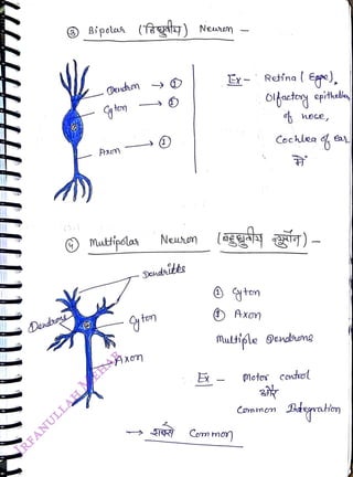 Dendons
<br>
Bipclaa (tgty)
<br>
udn
<br>
Dendaitee
<br>
yton
<br>
Neten
<br>
AXom
<br>
Neren
<br>
Ey- Retina ( Egre),
<br>
olfactoy epitilia
<br>
(gg T) –
<br>
) Axon
<br>
Cochlea eas
<br>
Multiple 9ndrene
<br>
Com mo
<br>
Motos Cool
<br>
Com mm
<br>
 