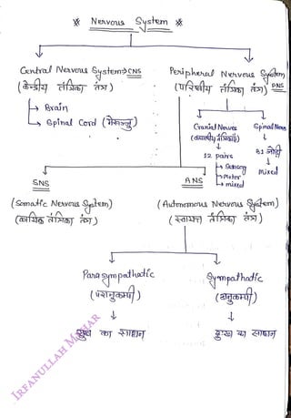 Gentral Neavu Systen>CNS
<br>
(- rsy
)
<br>
Brain
<br>
Nenvous System x
<br>
L spinad Cord (59g)
<br>
SNS
<br>
(Sosmatfc Neavous
<br>
(ofs
<br>
gplen)
<br>
)
<br>
Prampatatic
<br>
Peripheral Nenvas eten
<br>
Cranial Nevea
<br>
ANS
<br>
12 paùrc
<br>
ometor
<br>
mixec
<br>
Spinal Neus
<br>
1
<br>
PNS
<br>
(Awtoncmeus Nevos $tem)
<br>
mpothatfe
<br>
 