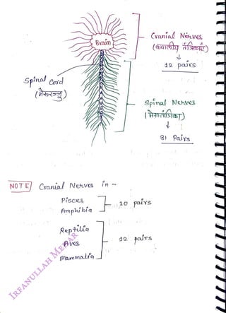 Spinal Cosd
<br>
NOTE Cranial Neves
<br>
Písces
<br>
fAmphí bíq
<br>
Reptillg
<br>
Aves
<br>
Mammal'o
<br>
Bxain
<br>
10 paivs
<br>
Cranial Neves
<br>
Spinal Nhves
<br>
(rnásia)
<br>
12 pars
<br>
19
<br>
12 pairs
<br>
8) Pais
<br>
A
<br>
 