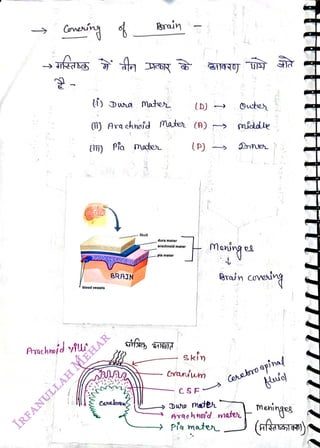Gonening
<br>
Arachhofd vu
<br>
i) Dha Mater
<br>
blood vessels
<br>
Iim) Pia mate
<br>
Arain
<br>
BRAJN
<br>
(0) Argchnoid mater (A) mdde
<br>
Canebmn
<br>
Skull
<br>
dura mater
<br>
arachnoid mater
<br>
pla mater
<br>
(D)
<br>
(P)
<br>
Skin
<br>
311420]
<br>
Candum
<br>
CSE
<br>
Guter
<br>
Brain coveirg
<br>
Cenesro
apiha
<br>
Arqehnojd water
<br>
pia mater
<br>
meinges
<br>
(afassr)
<br>
 