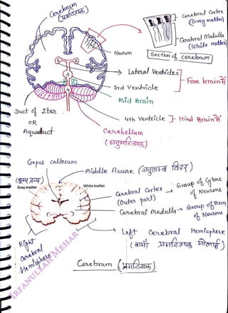 Duct o Ite
<br>
GR
<br>
Cenebm
<br>
Aquaduct
<br>
Grpus Callasum
<br>
Grey matter
<br>
Curibra!
<br>
Hemlshere
<br>
Neuson
<br>
White matter
<br>
Brdl
Venticle
<br>
Cehuebelum
<br>
(sgnfug)
<br>
Secton d
ceetum
<br>
Lateal Veschídes]
<br>
3 ceebrl
Cortex
<br>
(Grey matte)
<br>
Coutral
Madully
<br>
(wite
matte)
<br>
Lth Ventrícle Hinal Braun
<br>
Cerebral Cortex
<br>
(Outer part)
<br>
midde Assuse (gord fa)
<br>
FFore brainj
<br>
Cerebrun (HHAES)
<br>
Giraup dt
tons
<br>
Ne
<br>
Ceebral Medulla- Groupoxom
<br>
Let Cebral
<br>
(a
<br>
Hemispheue
<br>
fzasg SoE)
<br>
 