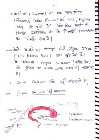 ufans ( Ceebram) )
<br>
(Asswe) / Medan
<br>
(Thick i brous band )
<br>
Leteral
<br>
Carpus
<br>
venices
<br>
(Axtein part
<br>
Callosm
<br>
Assue R
|33ga
<br>
Callosm
<br>
2xd Vedriclr
<br>
Postum
<br>
Splenium
<br>
(Poctouirr pad)
<br>
 
