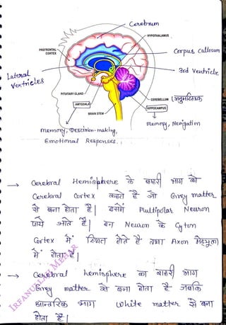 PREFRONTAL
<br>
CORTEX
<br>
Lateral
<br>
Ventricle8
<br>
PITUITARY GLAND
<br>
mema osciim-making,
<br>
Emotional Respomses.
<br>
Cerebral
<br>
Costex
<br>
AMYGDALA,
<br>
Ceebral
<br>
Gy
<br>
BRAIN STEM
<br>
Corebsum
<br>
Cexekral Hemíshhee e
<br>
hemtehe
<br>
-HYPOTHALAMUS
<br>
CEREBELLUM
<br>
mathes a oll
<br>
HIPPOCAMPus
<br>
Corpus Callosum
<br>
3rd Veutide
<br>
memog, Nerigai on
<br>
mattes
<br>
Mutipoas Neurn
<br>
Neukon tum
<br>
ohite matte o
<br>
 