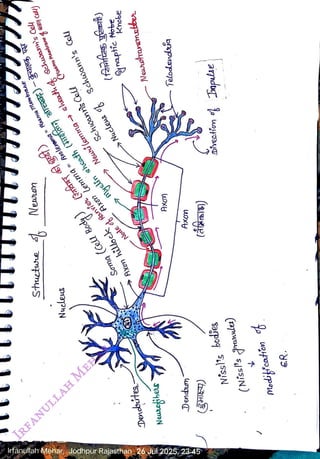 sheath
Sehusan's
Gol
<br>
Plsma
enbrane
2a
Col))
<br>
Neuti
lemm
sheath
eua
<br>
Aasm
embrane
<br>
myelin
sheath
(HI)
za)
<br>
Nersn
<br>
lemma=
Axo
lernNN
e
<br>
Stuctre
Sh
<br>
>Nucleus
%
Bchwann's
Coll
<br>
Nucleus
<br>
Schuanns
Cell
<br>
Axn
<br>
Ranvier
<br>
Sem
(ell
Body
)
<br>
Knobe
<br>
Synptic
Atobe
<br>
Axon
hilock
<br>
Node
<br>
Neurotrarmetter
<br>
Dencbites
<br>
Telodendía
<br>
Axon
<br>
Neuafibes
<br>
Axon
<br>
Nissl's
bodies
<br>
(Nissl's
ranules)
<br>
Dendon
<br>
(EHIEY)
<br>
Irfanullah Mehar, Jodhpur Rajasthan 26Jul 2025, 23:45
<br>
ER.
<br>
 