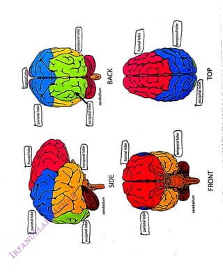 raptal
lobe
<br>
frontal
lobe!
<br>
parietal
lobe
<br>
parietal
lobe
<br>
temporal
lobe
<br>
temporal
lobe
<br>
occipital
lobe
<br>
occipital
lobe)
<br>
cerebellum
<br>
cerebellum
<br>
BACK
<br>
SIDE
<br>
frontal
<br>
lobe
<br>
frontal
lobe
<br>
parietal
lobe)
<br>
temporal
lobe
<br>
temporal
lobe
<br>
cerebelum
<br>
occipitallobe
<br>
TOP
<br>
FRONT
<br>
 