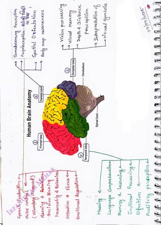 Somatoseesoy
Pecepien
<br>
Spatial
Oxieto
tion
<br>
Human
Brain
Anatomy
<br>
Body
map
qu0cnenees
<br>
Parietal
lobe
<br>
2
<br>
Speeeh
Produchon
<br>
Motus
contl
<br>
(
volundany
Movenat)
<br>
Frontal
lobe
<br>
Planning
t
Behalias
<br>
v'sin
prso
cessig
<br>
visual
meno
<br>
<ing
<br>
Poaonali
<br>
¢
<br>
Relavio
<br>
Decisicm
laki
<br>
focus
<
<br>
Attetion
<br>
Occipital
lobe
<br>
Depth
¢
Distance
<br>
enstional
Regulafim&
<br>
Peceptin
<br>
Cerebellum
<br>
Temporal
lobe)
<br>
Saterpettion
<br>
vis
uad
symbols
<br>
Spinal
Cord
<br>
Language
<br>
Comprheusin
<br>
Heairg
<br>
290h025
<br>
Auci
ty
peeplin
d
<br>
olkactien
<br>
 