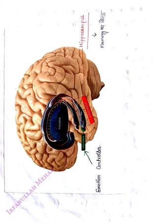 THALAMUS
<br>
ail
<br>
Hippocam
pus
<br>
Rody
<br>
Hcnd
<br>
HIPPOCAMPUS
<br>
AMYGDALA
<br>
Memoy
a
<br>
Smotion
Contole
<br>
 