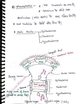 Relay
<br>
e)Diencephaln
<br>
Brainsten Id Brain)
<br>
Main Pats Epithalaue
<br>
Bonsioy
<br>
hewrer
<br>
SAreq
<br>
Thalamus
<br>
Thalams
<br>
Lypothalamua
<br>
Asspciatiog
<br>
Areg
<br>
Fimebran S)
<br>
neal
<br>
Ssd Vexdicle
<br>
Pityty
<br>
Lange
Pant
<br>
Cerera
Costex
<br>
metor newen
<br>
Epithalams
<br>
Thelamus
<br>
Hypothalamug
<br>
kfeotes organ (skin)
<br>
 