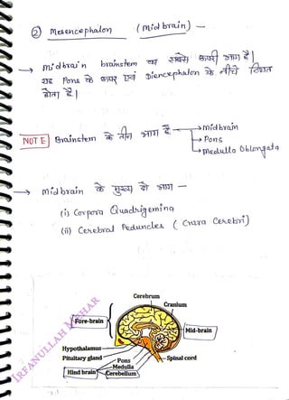 2 Mesencephalon
<br>
NOT E Banstem
<br>
míbrain
<br>
branctem
<br>
(o Corpora Quacrigeming
<br>
Fore-brain
<br>
Hypothalamus
<br>
( mid brain)
<br>
Pituitary gland
<br>
Diencephalon
<br>
(i) Cerebral Peduuncles ( Cra Cerebri)
<br>
Pons
<br>
Medulla
<br>
Hindbrain Cerebellum
<br>
Cerebrum
<br>
Cranium
<br>
Smidbn
<br>
Pons
<br>
bmealulo blengata
<br>
Mid-brain
<br>
Spinal cord
<br>
 
