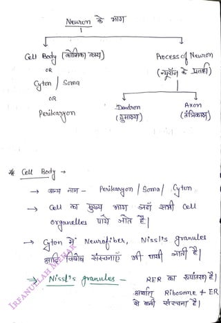 OR
<br>
Syton Samq
<br>
OR
<br>
peilkagyen
<br>
Cell Body
<br>
Newrn 91JT
<br>
Gol
<br>
gton
<br>
Dendron
<br>
Neuagtbea,
<br>
Process e Neunon
<br>
Prskanyon Somatun
<br>
Nissl?s ganules
<br>
Axom
<br>
Cell
<br>
Nissl's granulee
<br>
.8iutc Ribosome + ER
<br>
t
<br>
 
