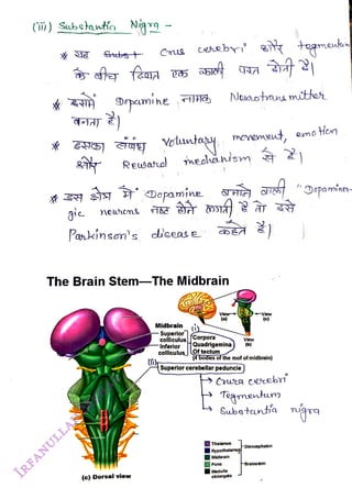 () Subsawtio Nix9 -
<br>
&tbs
<br>
Cus cesebyi att tegmeuku
<br>
Reusaral
<br>
(c) Dorsalview
<br>
voluntal
<br>
neolhan'sm
<br>
Dopamine.
<br>
Pankinson's seas e
<br>
The Brain Stem-The Midbrain
<br>
Midbrain
<br>
Superior
<br>
colliculus fCorpora
<br>
Inferior
<br>
colliculus
<br>
View
<br>
(a)
<br>
Neusotana mittes
<br>
Quadrigemina)
<br>
Oftectum
<br>
movemeut,
<br>
Superior cerebellar peduncle
<br>
Thalamus
<br>
(4 bodies of theroof ofmidbrain)
<br>
Pons
<br>
Hypothalamus
<br>
Midbrain
<br>
Medulla
<br>
oblongata
<br>
View
<br>
(b)
<br>
Vievw
<br>
(C)
<br>
Crwg ceebri
<br>
Tegmentuy
<br>
Substunta nigrg
<br>
Diencephaon
<br>
emoHe
<br>
FBrainstem
<br>
Dopaminer
<br>
 
