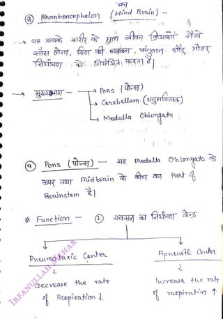 ) Rhombencephalen (Hind Bruin) -
<br>
Pons (T)
<br>
Bszinstem
<br>
Function
<br>
Pons
<br>
Decyeose
<br>
Ceneb ellum (igafea)
<br>
Medulla Cblngata
<br>
mid brcun
<br>
Pneumo taxic Cnte
<br>
()
<br>
the ate
<br>
E Macutta eblnta
<br>
Past
<br>
Rpheutc Ceutes
<br>
fucreee the at
<br>
 