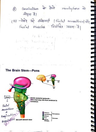 Pons
<br>
The Brain Stem-Pons
<br>
Facíal
<br>
Gensethons
<br>
Cevebellun
<br>
Respivatien
<br>
Faafa! muccled
<br>
View+ -Vlew
<br>
(b)Left lateral view
<br>
(a)
<br>
-Middle cerebellar peduncle
<br>
fibersthat relay info from cerebrum to
<br>
cerebellium
<br>
Thalamus
<br>
Hypothalamug
<br>
Midbrain
<br>
Pons
<br>
View
<br>
(b)
<br>
Medulla
<br>
oblongata
<br>
(e)
<br>
FDiencephalon
<br>
FBrainstem
<br>
 